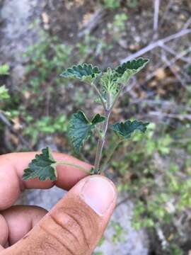 Imagem de Agastache pringlei (Briq.) Lint & Epling