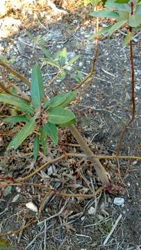 Arbutus xalapensis Kunth resmi