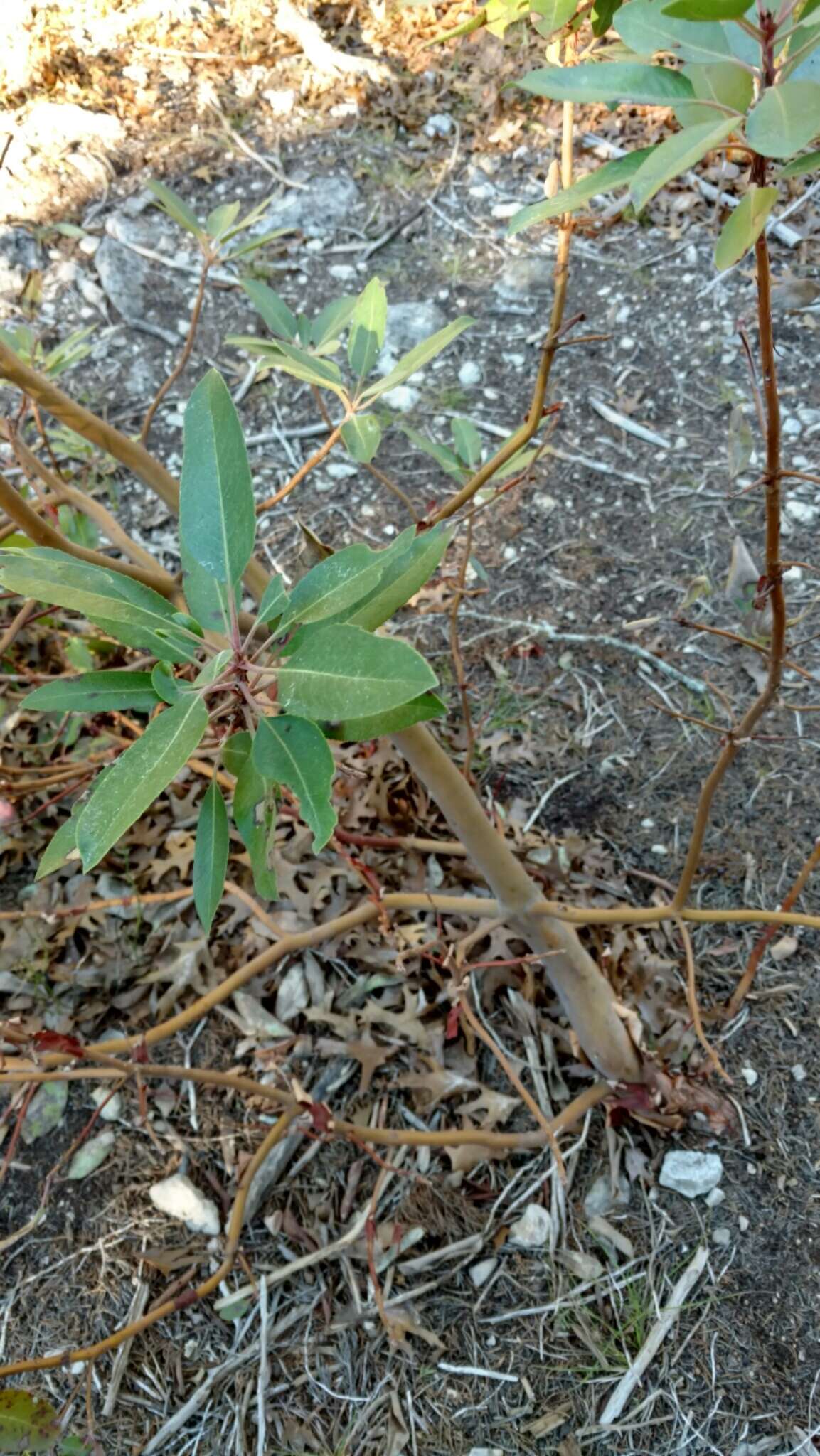 Image of Texas madrone