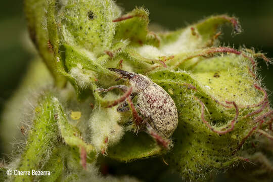 Image of Boll Weevil