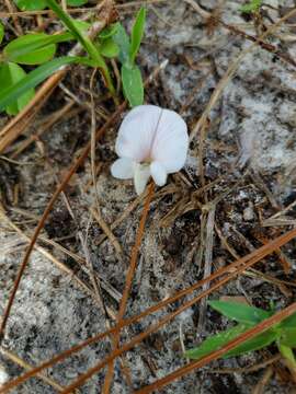 Image of scurf hoarypea