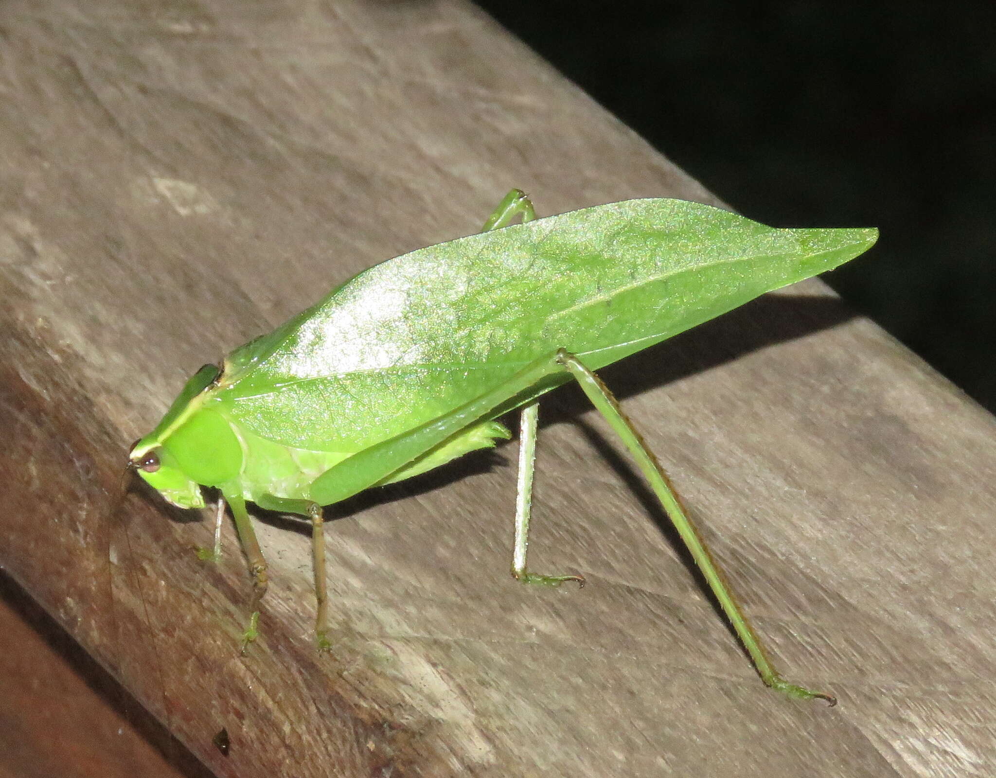 Sivun Stilpnochlora quadrata (Scudder & S. H. 1869) kuva