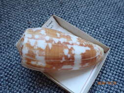 Image of Striated cone snail