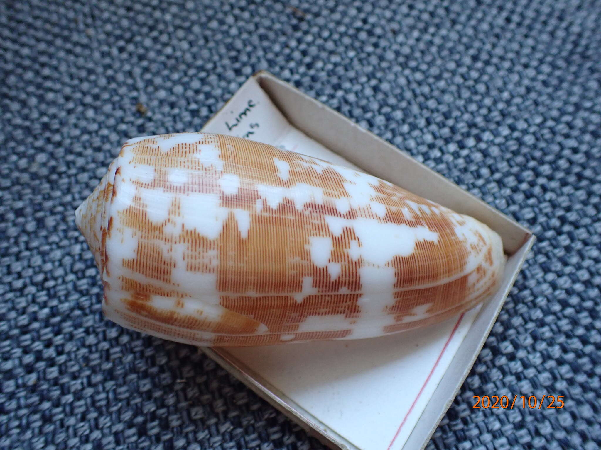 Image of Striated cone snail