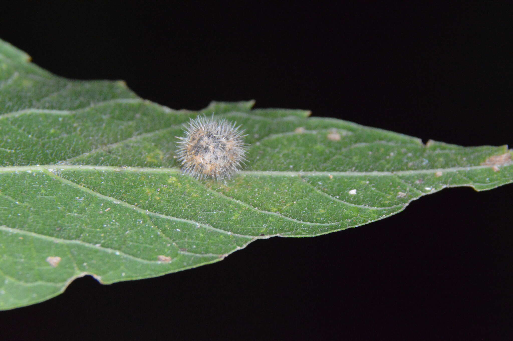 Image of Celticecis pubescens (Patton 1897)