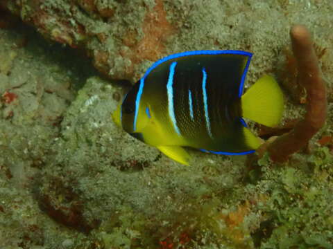 Image of Angelfish