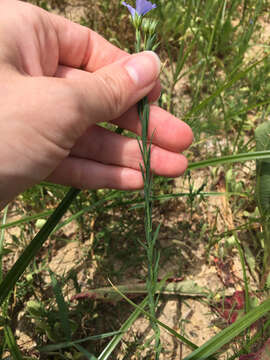 Image of meadow flax