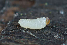 Image of Six-toothed spruce bark beetle