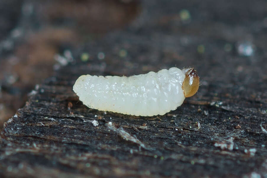 Image of Six-toothed spruce bark beetle