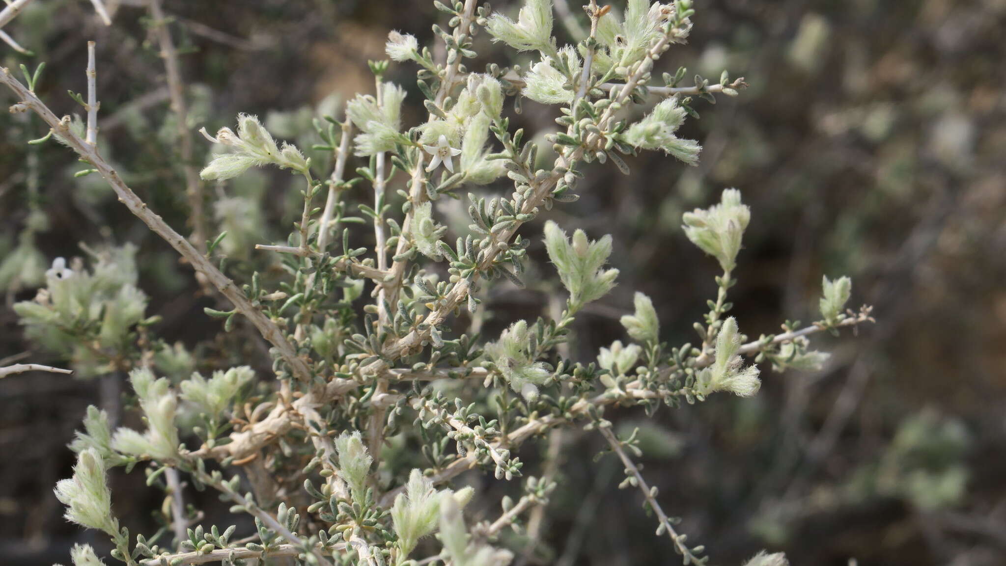 Image of Plocama aucheri (Guill.) M. Backlund & Thulin