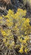 Image of Ericameria nauseosa var. speciosa (Nutt.) G. L. Nesom & G. I. Baird