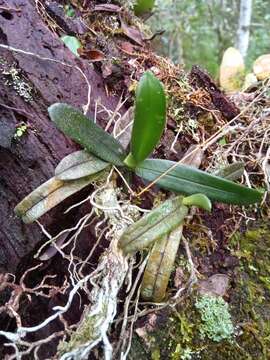 Imagem de Angraecum compactum Schltr.