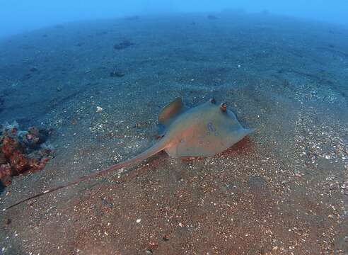 Image of Bluespotted maskray