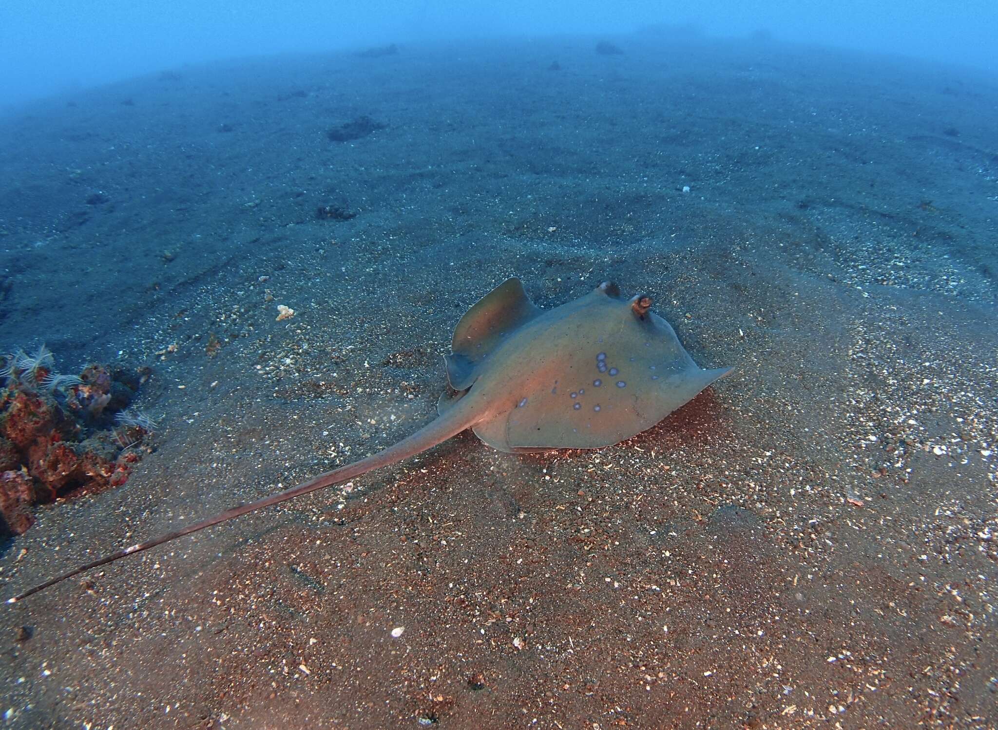 Image of Bluespotted maskray