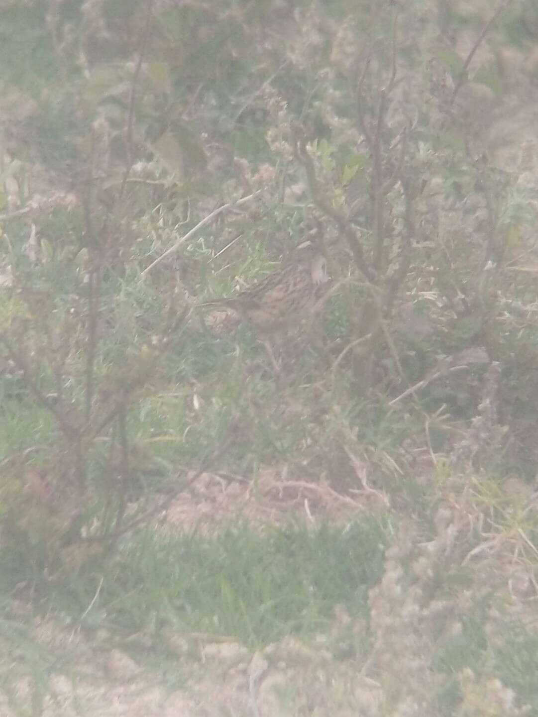 Image of Nilgiri Pipit