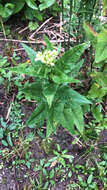 Image of false Indian plantain