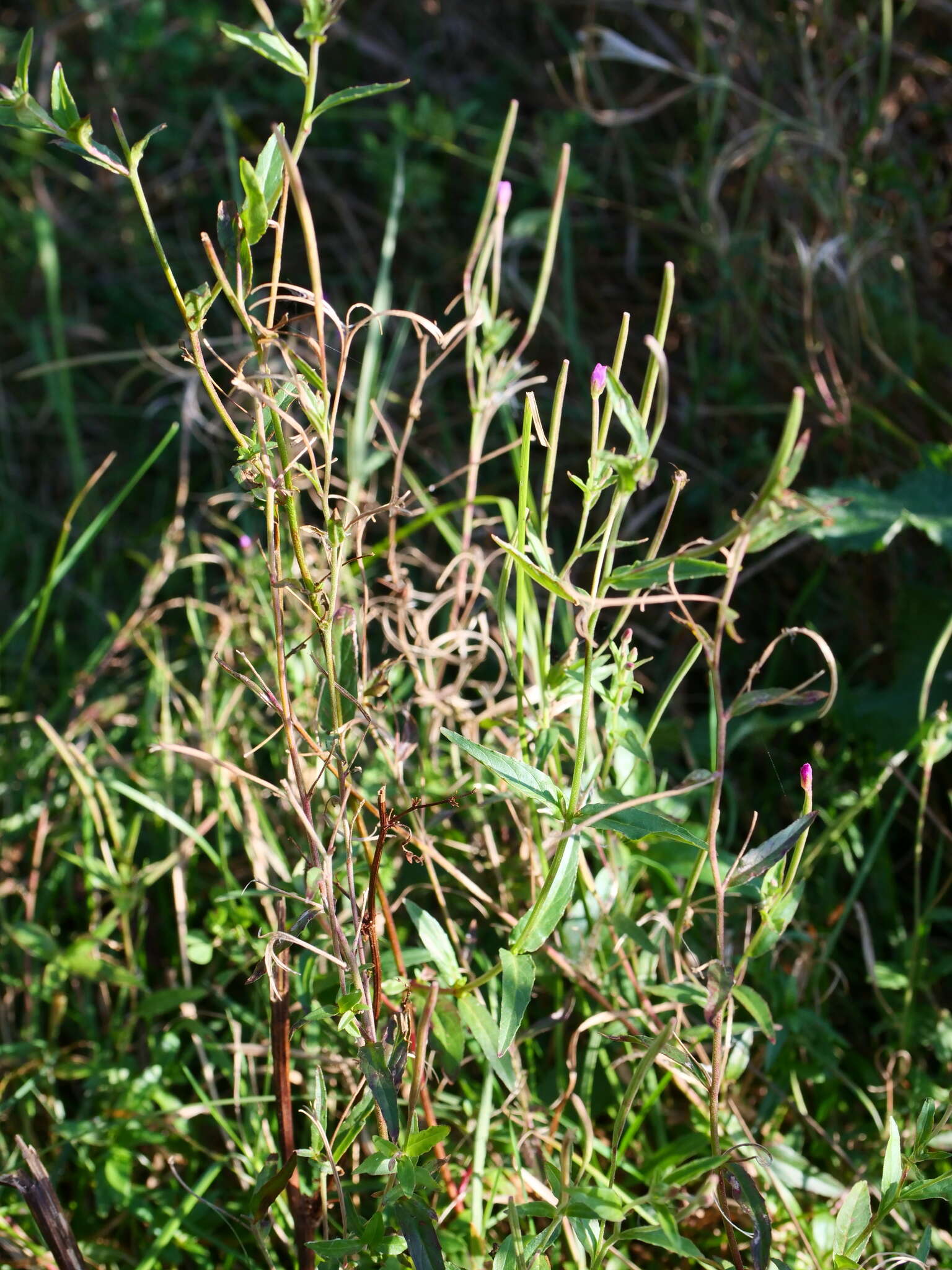 Imagem de Epilobium tetragonum L.