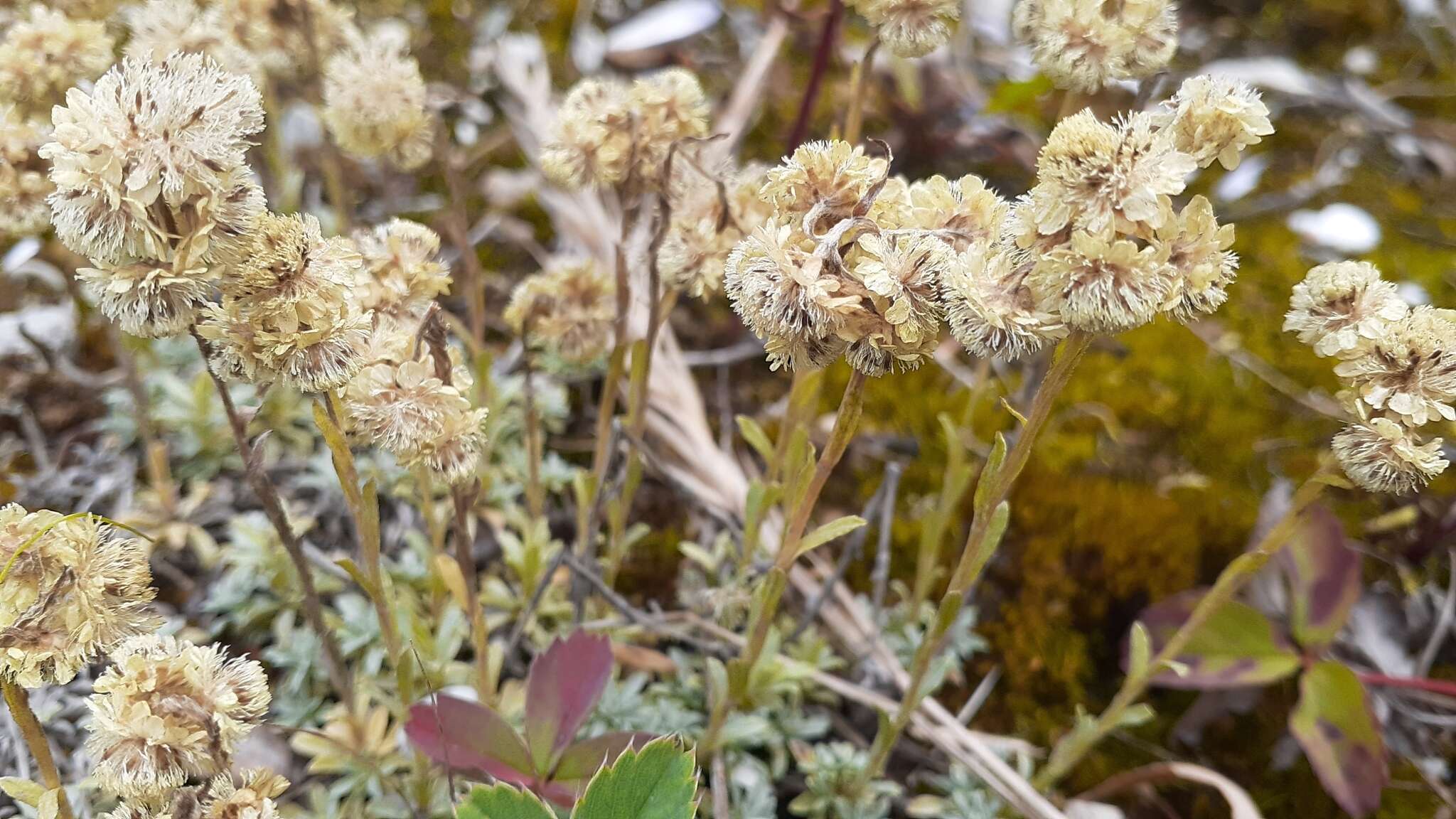 Imagem de Antennaria parvifolia Nutt.