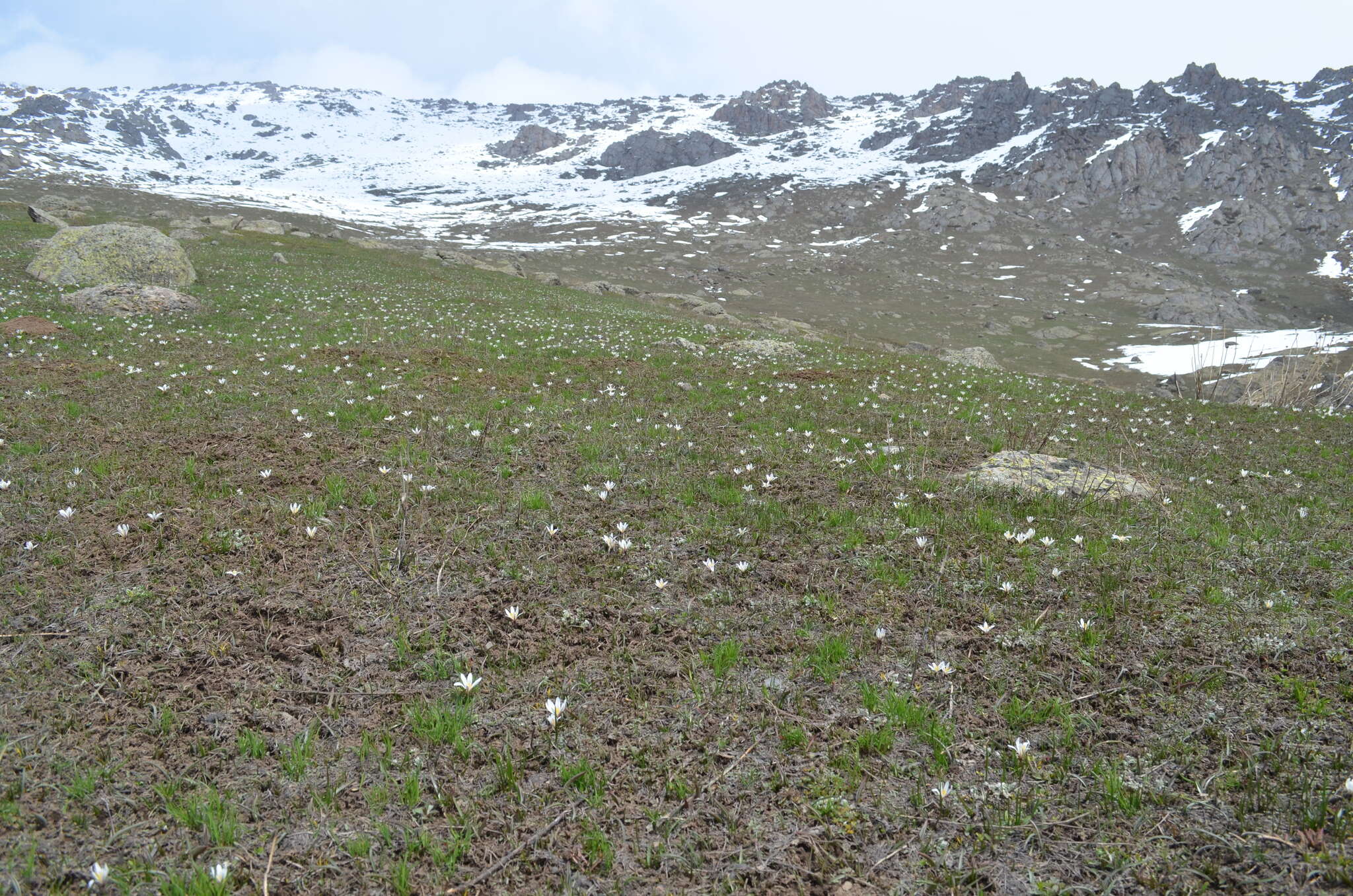 Image of Colchicum kesselringii Regel