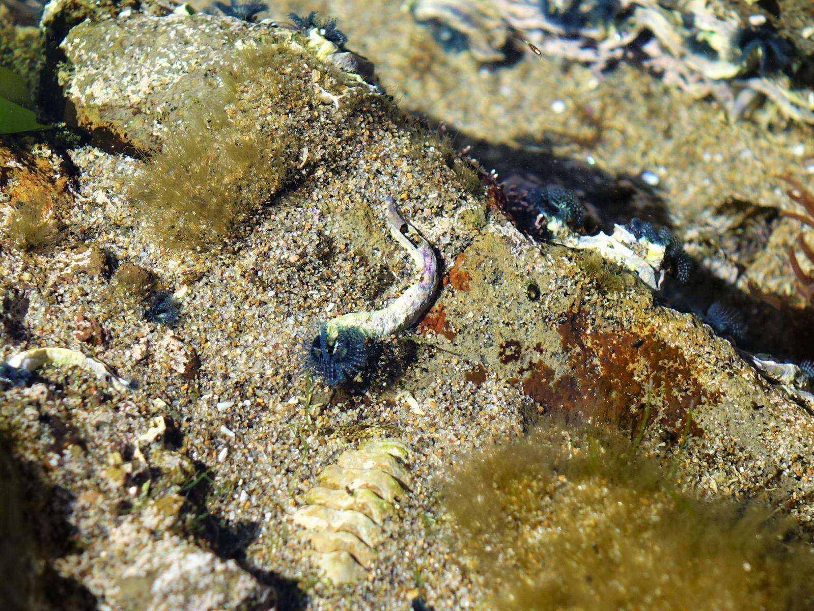 Image of Blue Tube Worm