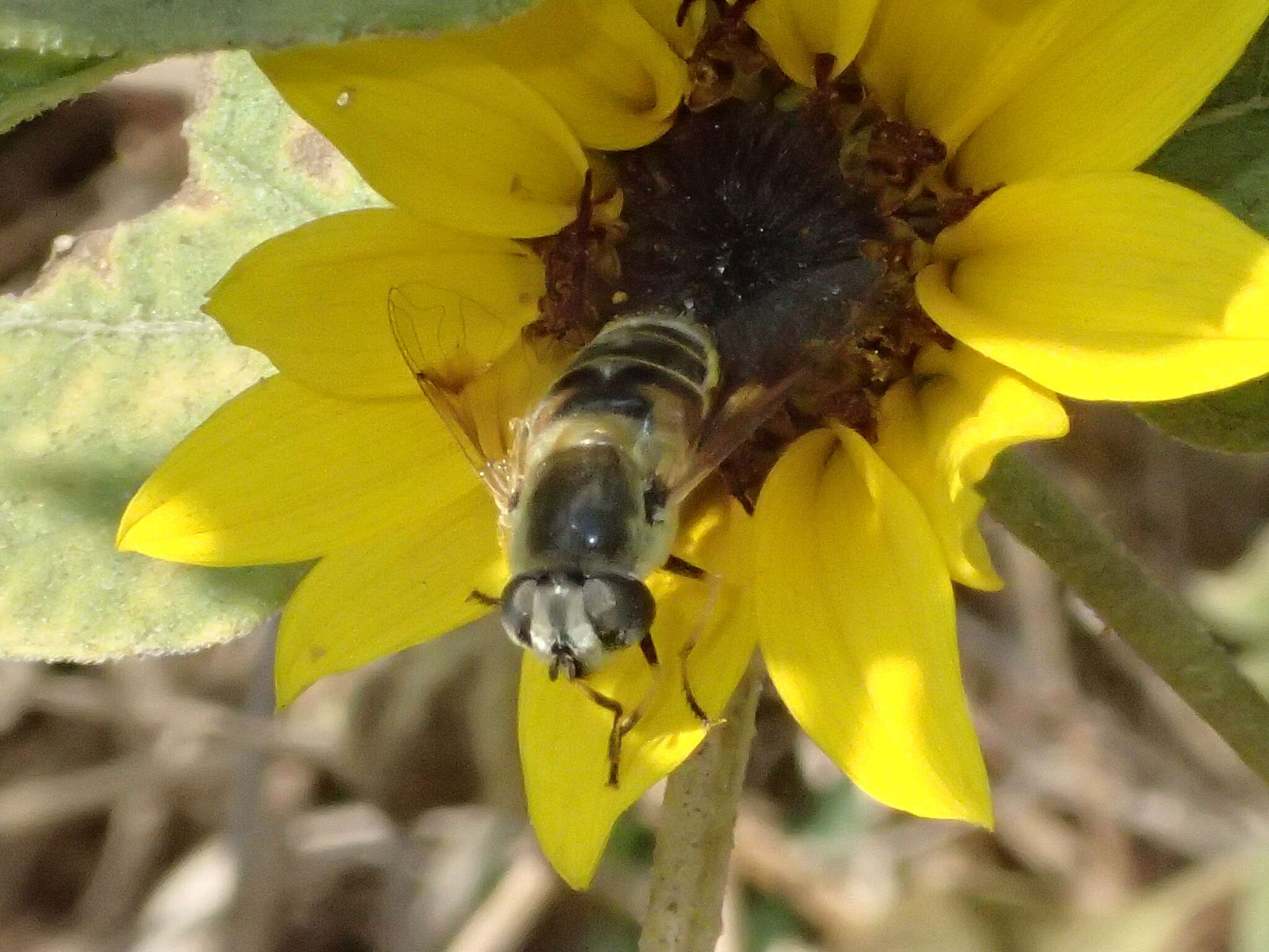 Image of Eristalis stipator Osten Sacken 1877