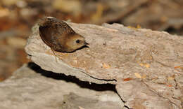 Image of Magellanic Tapaculo