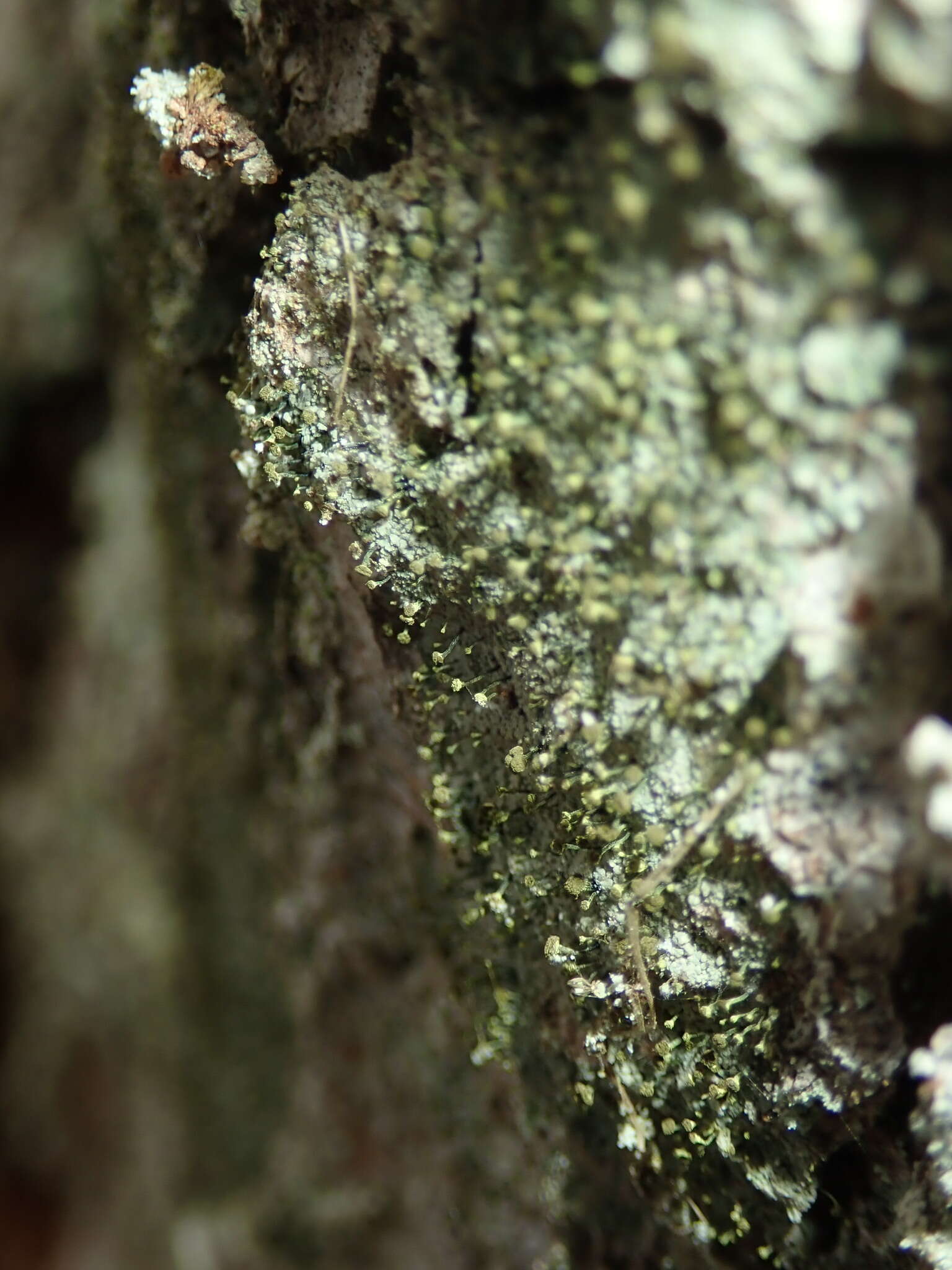 Image of needle lichen