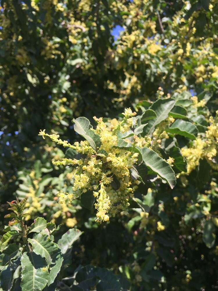 Image of Schinus latifolius (Gillies ex Lindl.) Engl.