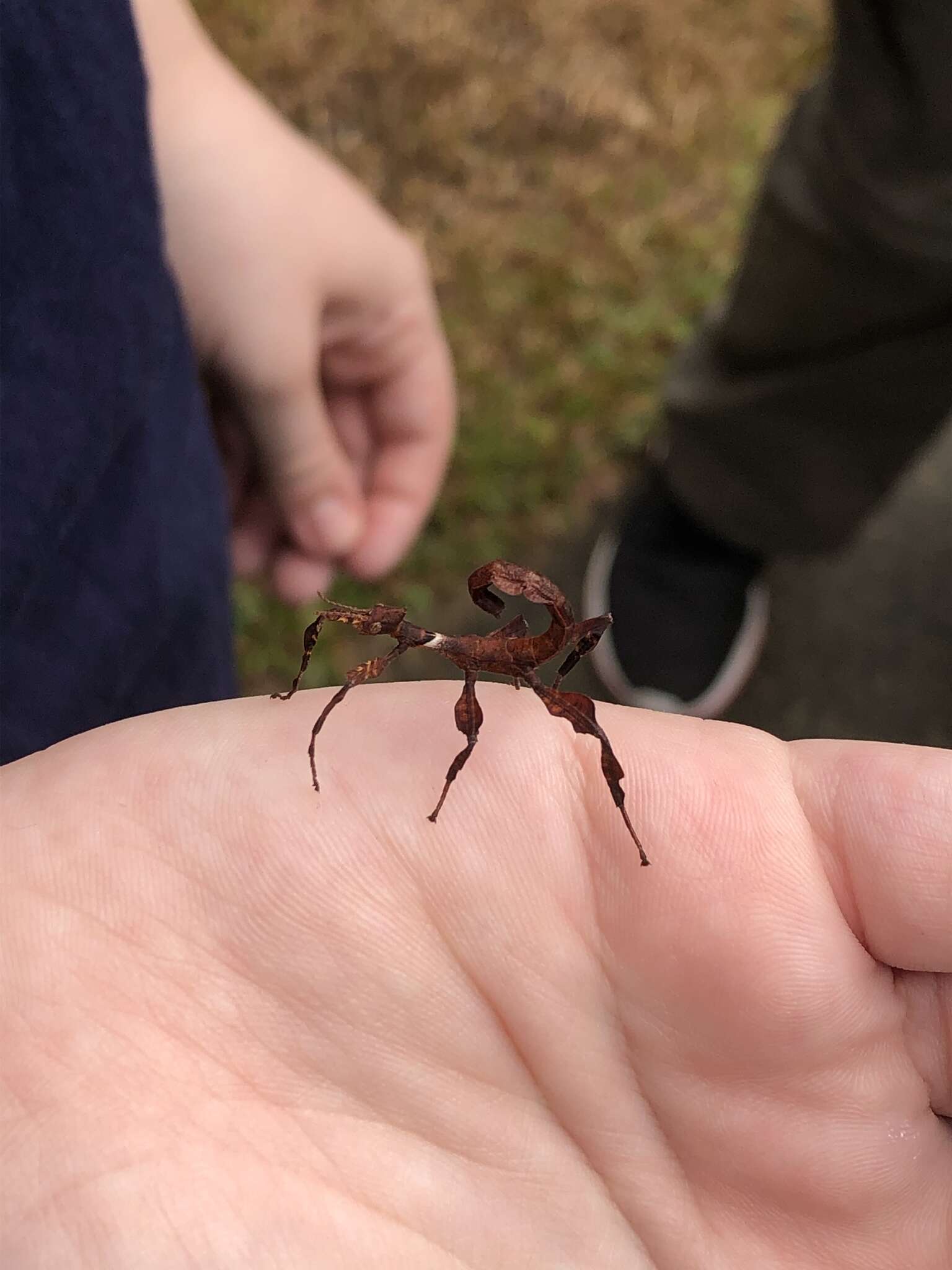 Image of Extatosoma tiaratum (Macleay & W. S. 1826)