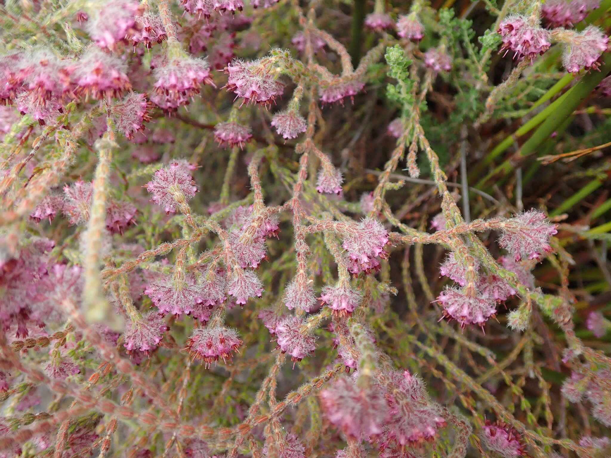 Image of Erica barbigeroides E. G. H. Oliver