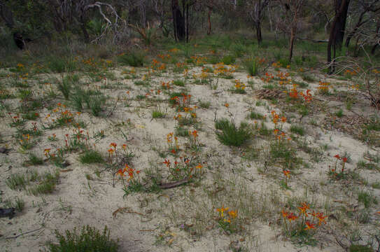 Imagem de Anigozanthos humilis subsp. humilis