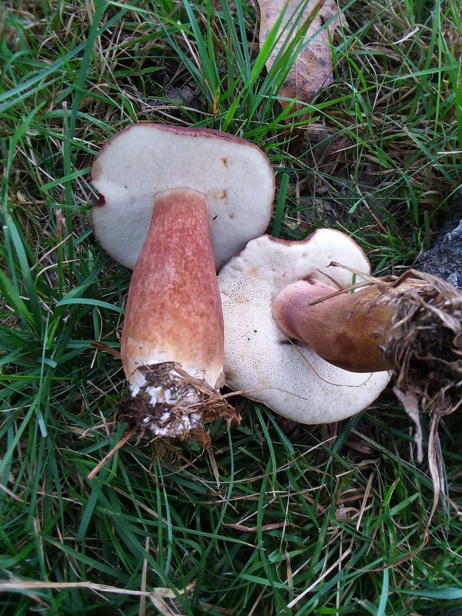 Sivun Tylopilus ferrugineus (Frost) Singer 1947 kuva