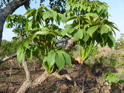 Image of Octopus cabbage tree