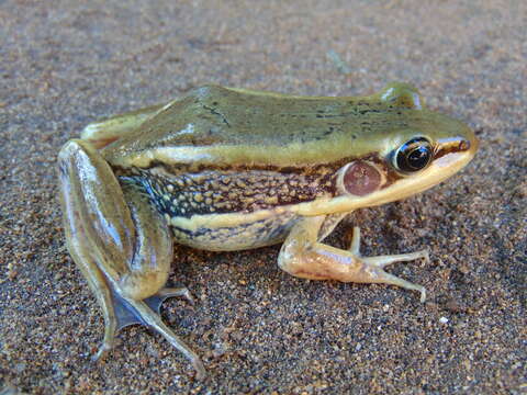 Image of Galam white-lipped frog