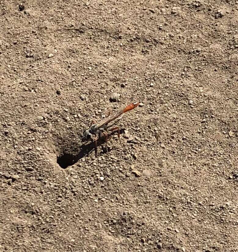 Слика од Ammophila aberti Haldeman 1852