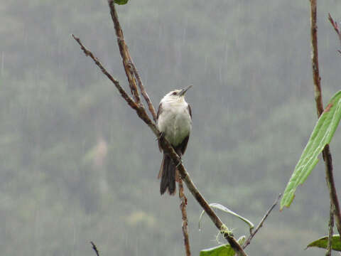 Image of White-headed Wren