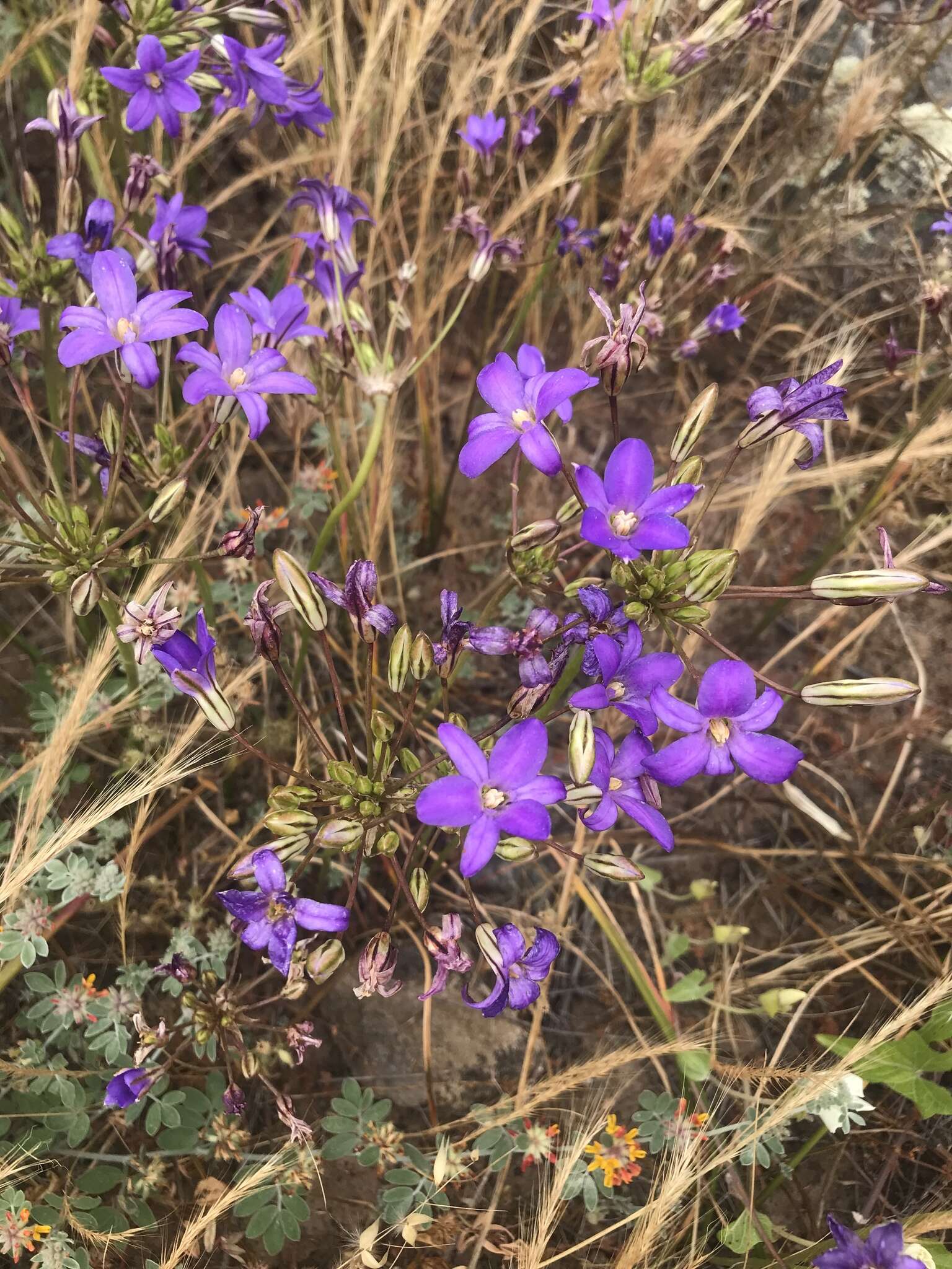 Image of San Clemente Island brodiaea