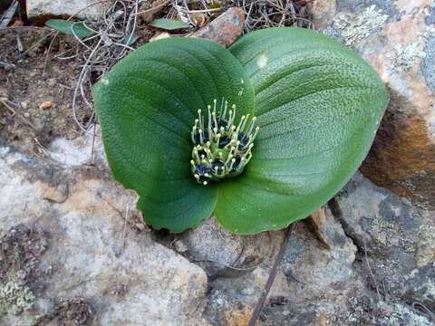 Imagem de Massonia pustulata Jacq.