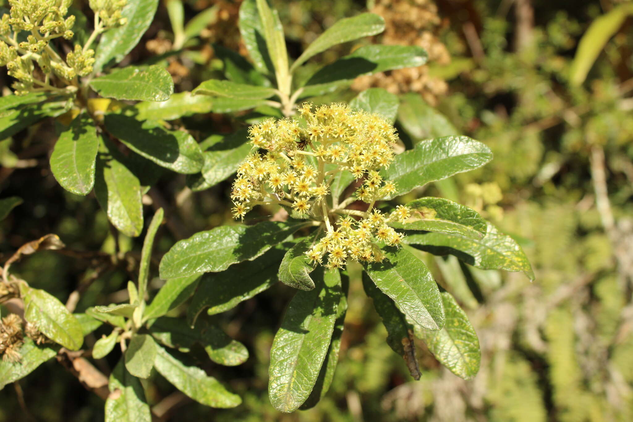 Image of Linochilus tenuifolius (Cuatrec.) Saldivia & O. M. Vargas