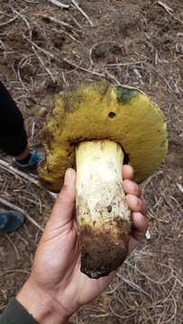 Imagem de Butyriboletus primiregius D. Arora & J. L. Frank 2014