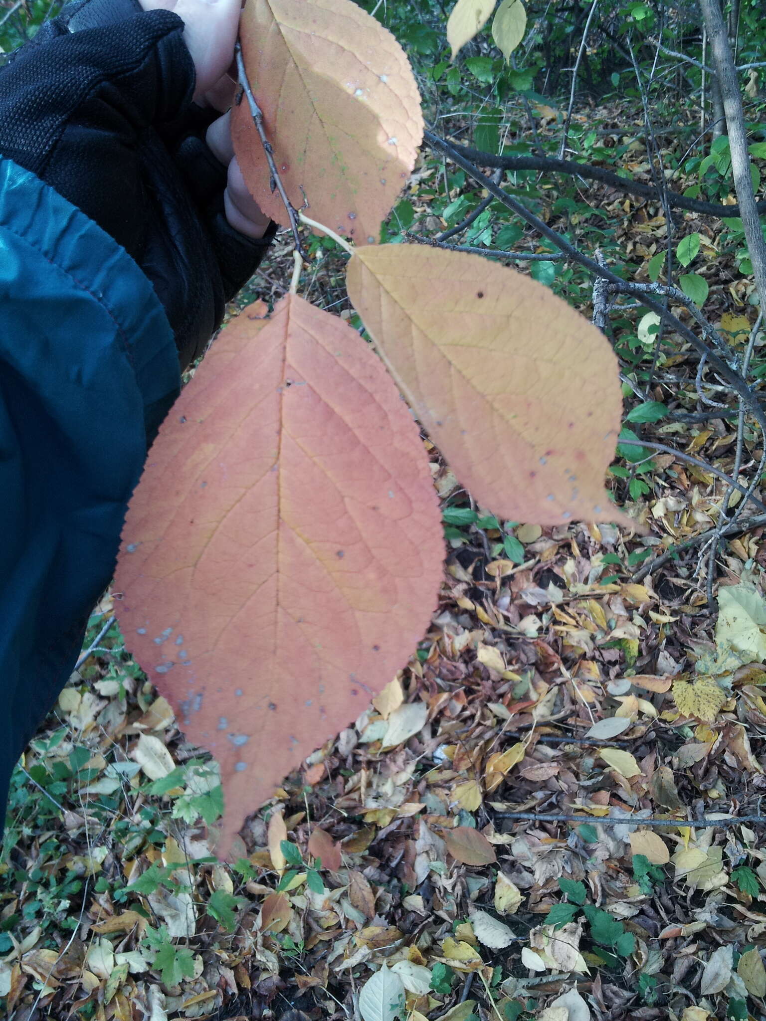 Image of Canadian plum