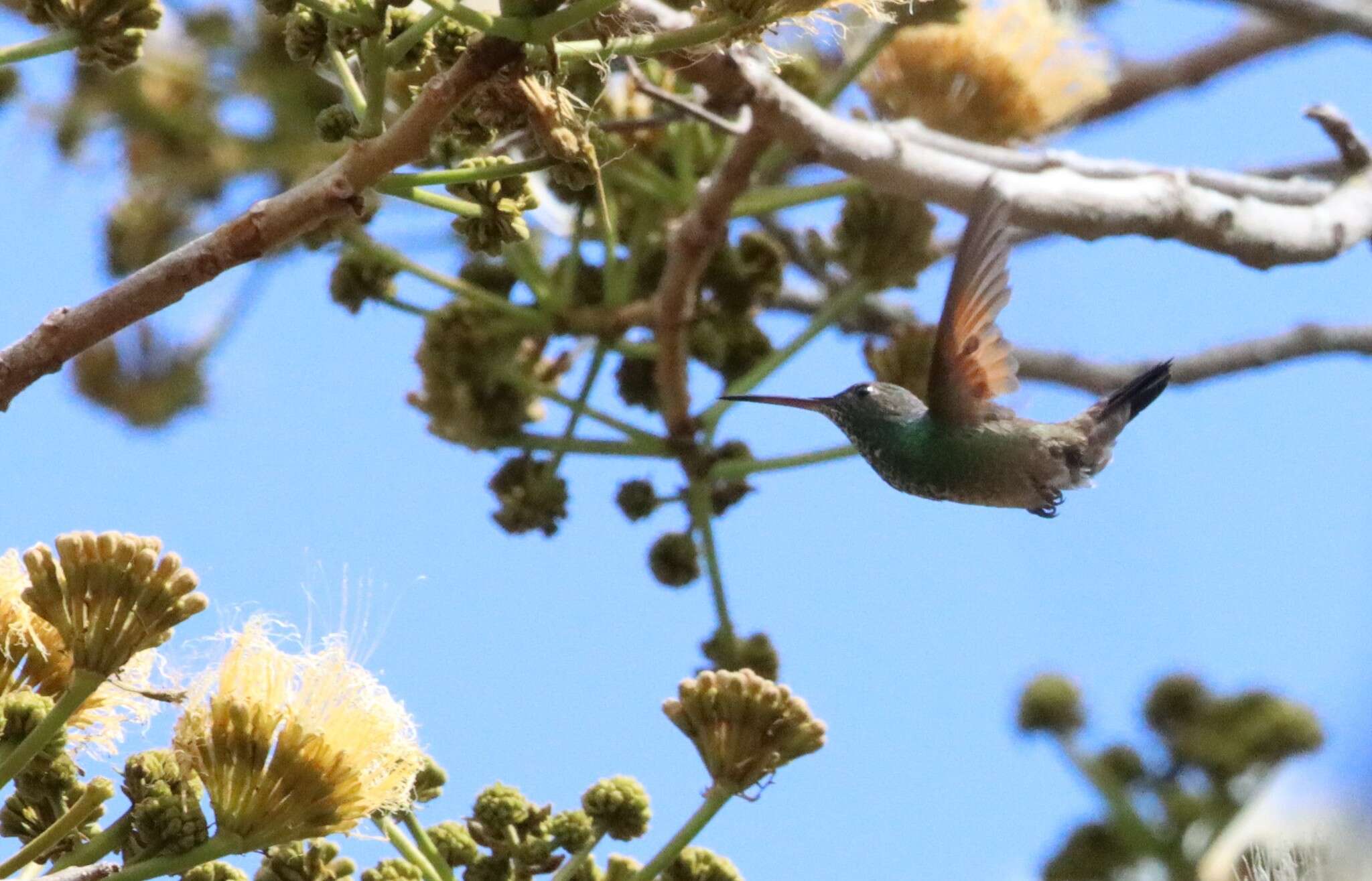 Image of Blue-tailed Hummingbird