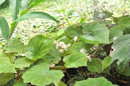 Image of Begonia bouffordii C. I Peng