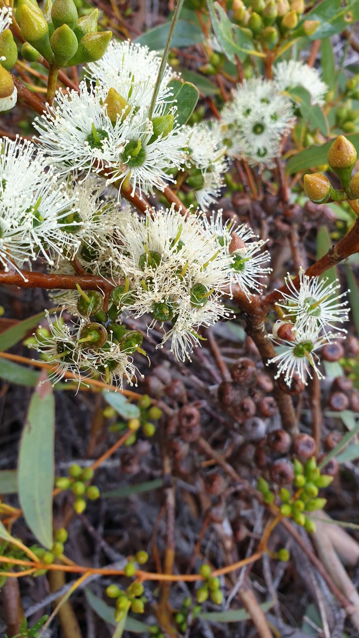 Imagem de Eucalyptus diversifolia subsp. diversifolia