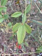 Image of Kennedia rubicunda Vent.