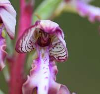 Image of Himantoglossum caprinum subsp. jankae (Somlyay, Kreutz & Óvári) R. M. Bateman, Molnar & Sramkó