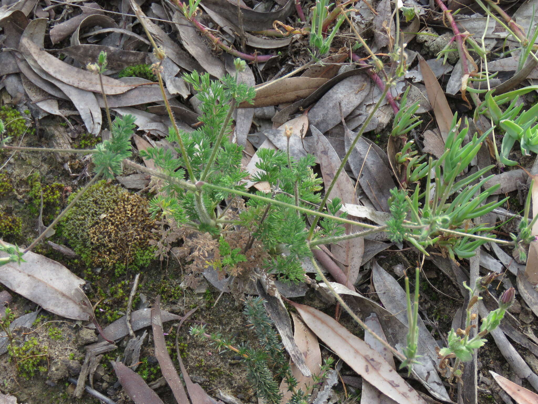 Image of Pelargonium hirtum (Burm. fil.) Jacq.