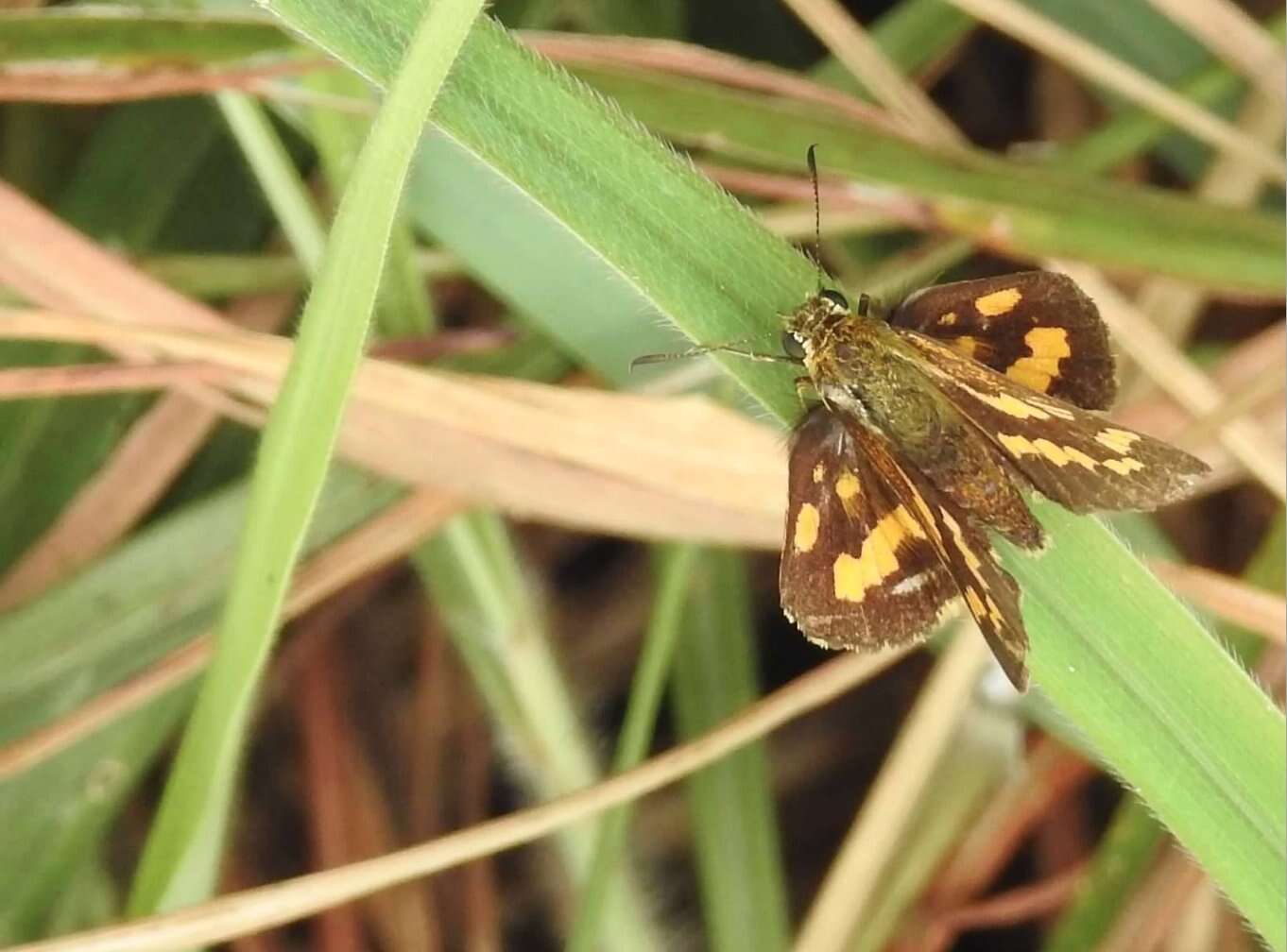 Potanthus trachala Mabille 1878 resmi