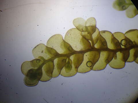 Image of Radula aquilegia (Hook. fil. & Taylor) Gottsche, Lindenb. & Nees