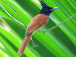 Image of Asian Paradise-Flycatcher